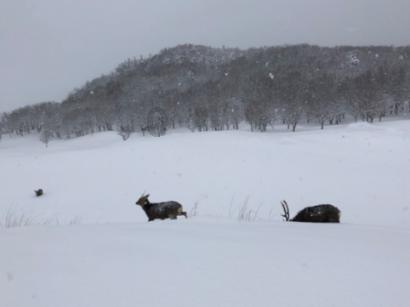 男子为朋友呲雪墙撞向围栏